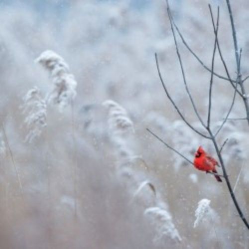 Afisha Club: Музыка средневековья при свечах в Санкте-Петербург 16 апреля 2026