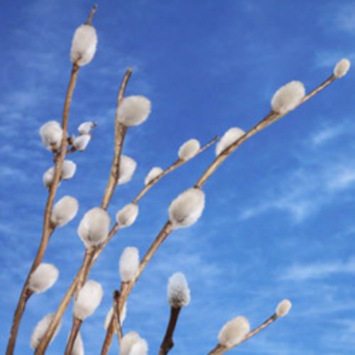 Afisha Club: Пасхальный концерт в Улане-Удэе 14 апреля 2026