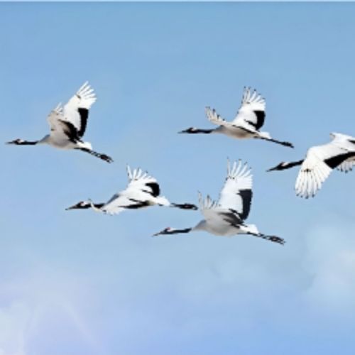 Afisha Club: Бессмертные журавли в Чебоксары 5 мая 2026