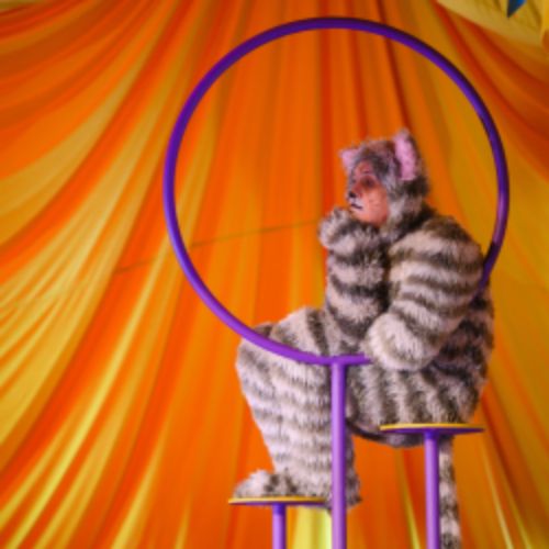 Afisha Club: Три плюс кот в Самаре 31 мая 2026